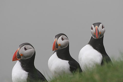 Atlantic puffins on Mykines Dreierprofil.jpg