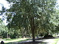 Drexel Park Live Oak