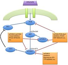 Action point of first and second generation mTOR inhibitors on PI3K/AKT/mTOR pathway Dual inhibitors.jpg