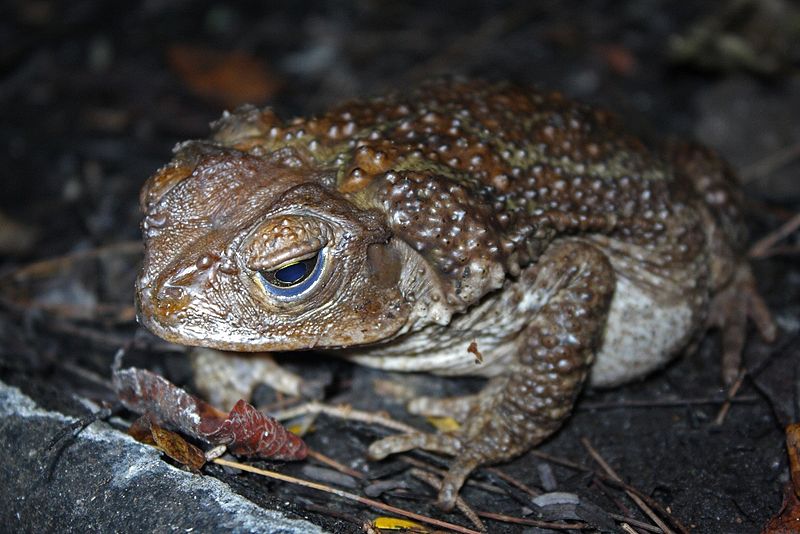 File:Eastern Giant Toad (Peltophryne peltocephala) (8575065260).jpg