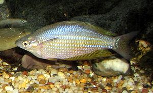 Eastern rainbow fish (Melanotaenia splendida splendida)