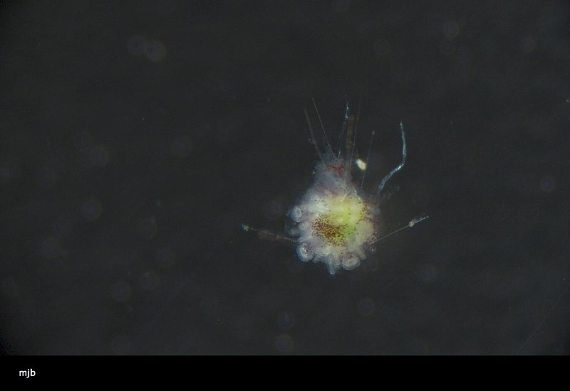 File:Echinoidea (USNM 1449791) 002.jpeg