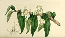Ботанический реестр Эдвардса, или, Декоративный цветник и кустарник .. (1829-1847) (20554056343) .jpg