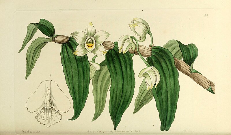 Tập tin:Edwards' botanical register, or, Ornamental flower-garden and  shrubbery .. (1829-1847) (20554056343).jpg – Wikipedia tiếng Việt