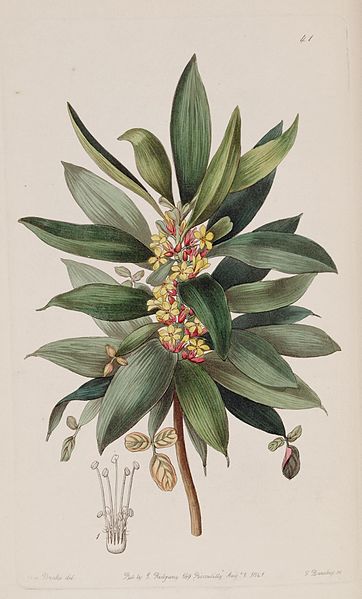 File:Edwards's botanical register (9453458472).jpg