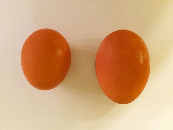 Comparison of an egg and an egg with a double-yolk (closed)