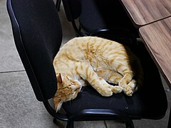 El jefe durmiendo en un salón de clases del edificio de danza de la Universidad de las Artes 02.jpg