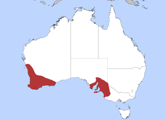 Área de distribuição do Neophema elegans