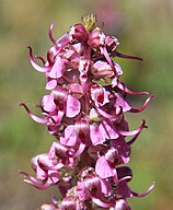 Elephant's head close (Pedicularis groenlandica)