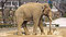 Elephas maximus bengalensis01 960.jpg