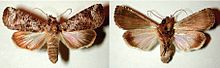 Elymiotis tlotzin weiblich dorsal (links) ventral (rechts) .jpg