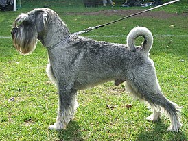 schnauzer estándar