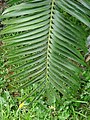 Encephalartos paucidentatus, Parque Terra Nostra, Furnas, Azoren