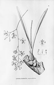 plate 17 Encyclia gallopavina (as syn. Epidendrum purpurachylum)