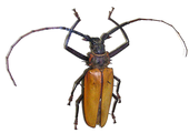 Enoplocerus armillatus au Musée zoologique de Saint-Pétersbourg