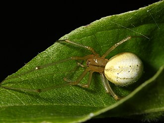 Enoplognatha ovata.JPG