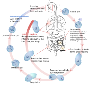 Paraziții umani amoebiaza, Un parazit disenteric de amoeba