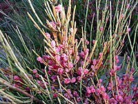 Ephedra fragilis, rijpe zaden, met gekleurde schutbladen