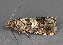 Epiblema costipunctana, Marford Quarry, North Wales, juni 2010 (19675701812).jpg