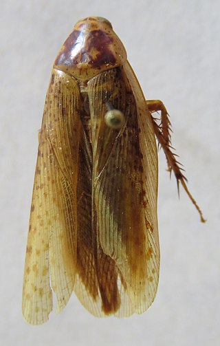 <i>Epilampra</i> Genus of cockroaches