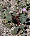 Eremalche rotundifolia "Desert five-spot"