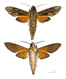 Erinnyis oenotrus MHNT.jpg