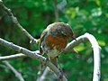 Erithacus rubecula Petirrojo