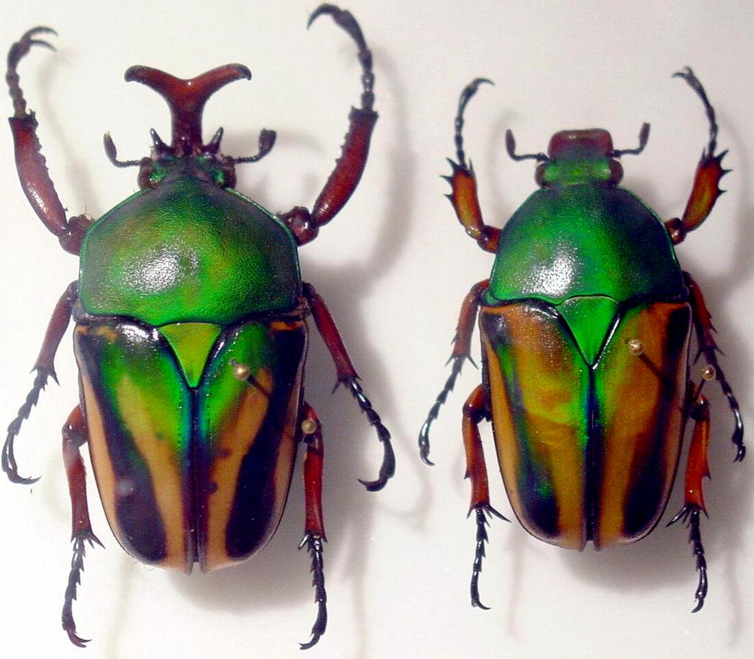 File:Escaravellos Beetles GFDL.jpg