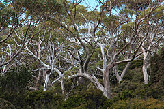 Description de l'image Eucalyptus coccifera forest — Tindo2.jpg.