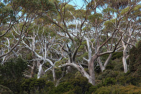 Descrição da imagem Floresta de Eucalyptus coccifera - Tindo2.jpg.