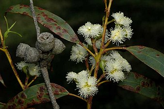 flowers and fruit Eucalyptus ebbanoensis fruit.jpg