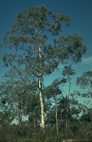 <i>Eucalyptus tenuiramis</i> Species of eucalyptus