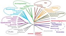 Árbol de la vida eucariota que muestra la diversidad de células eucariotas.