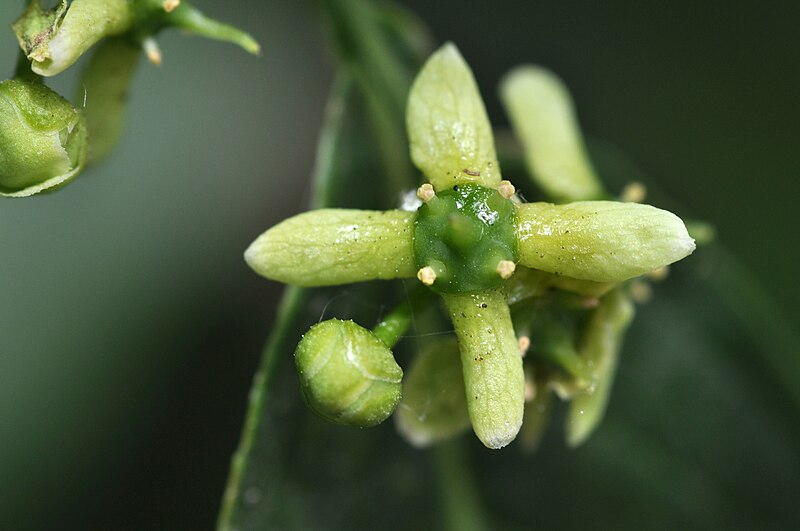 File:Euonymus europaeus 1a.JPG