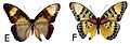 Euphaedra cyparissa aurantina female dorsal (e); ventral (f)