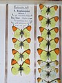 Museum specimens of Provence Orange Tip