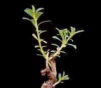 Euphorbia caespitosa