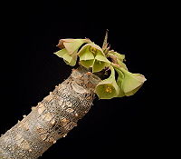 Euphorbia millotii