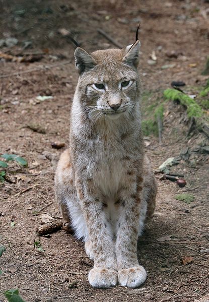 File:Eurasischer Luchs Lynx lynx Wildpark Poing-07.jpg