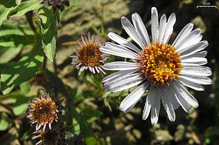 <i>Eurybia merita</i> Species of flowering plant