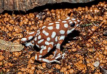 Excidobates mysteriosus - Karlsruhe Zoo 01.jpg