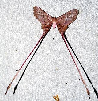 <i>Eudaemonia troglophylla</i> Species of moth