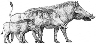 <i>Notochoerus</i> Extinct genus of mammals