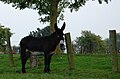 Een ezel in een Franse weide