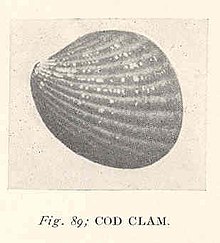 FMIB 38551 Cod Clam.jpeg