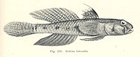 Favonigobius lateralis