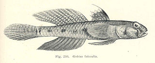 <i>Favonigobius</i> genus of fishes