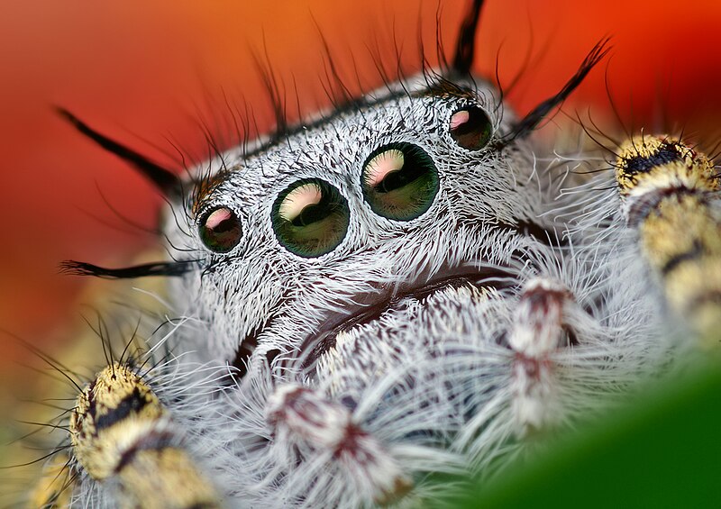 File:Face of a Phidippus mystaceus jumping spider.(adult female).jpg