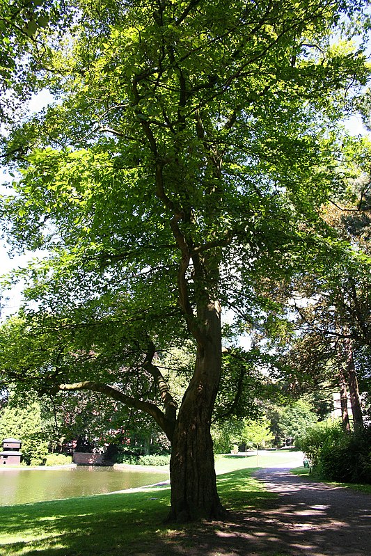 Как выглядит дерево. Бук Восточный – Fagus orientalis. Дерево бук Европейский. Fagus grandifolia) дерево. Бук крупнолистный.