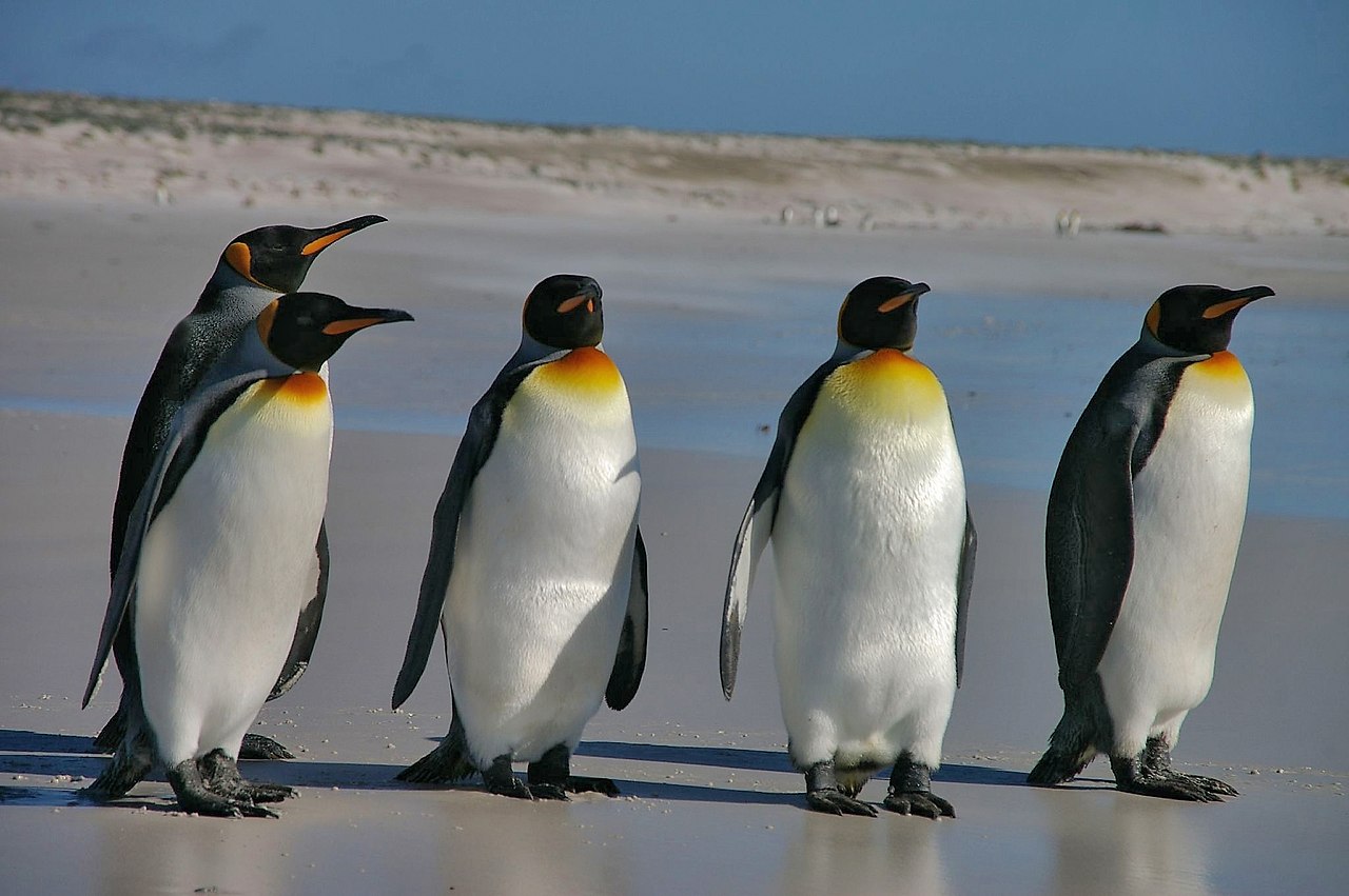 1280px-Falkland_Islands_Penguins_36.jpg